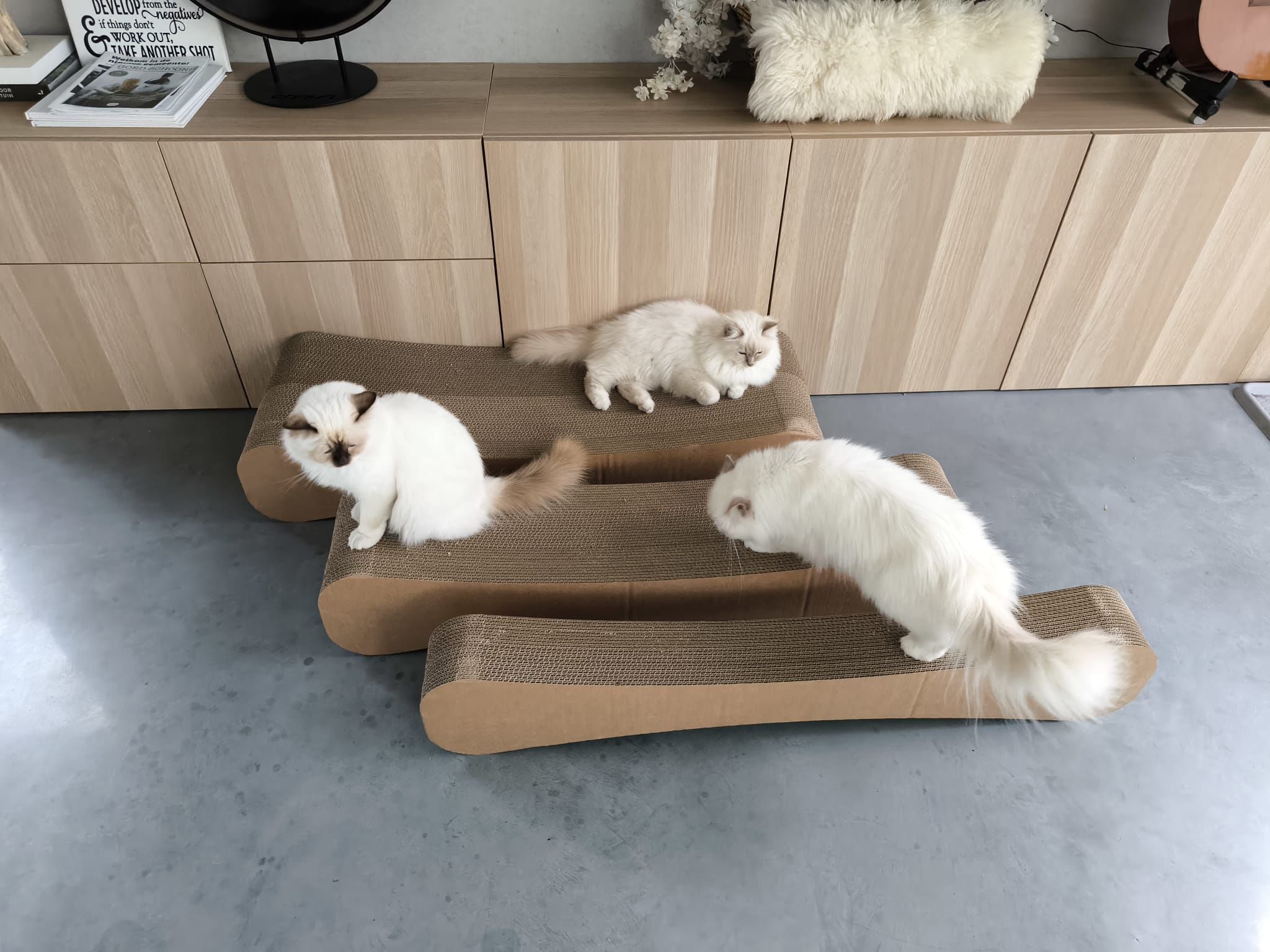 XXXL Cat Scratching Furniture