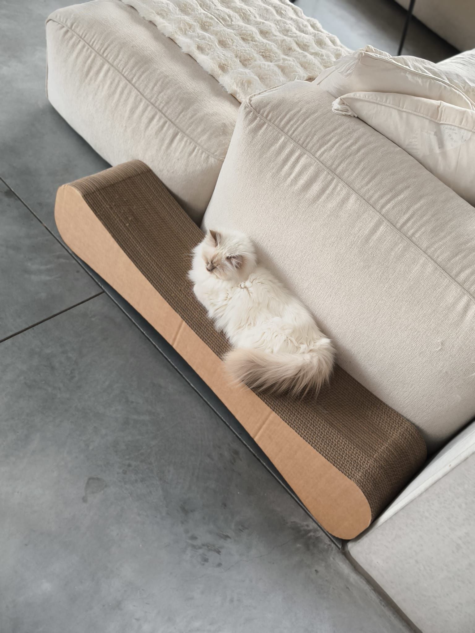 XXXL Cat Scratching Furniture