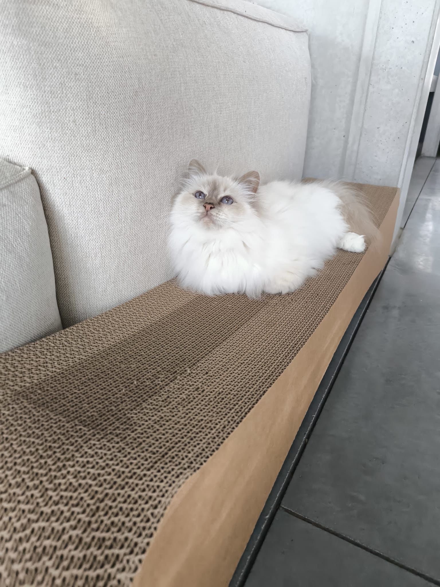 XXXL Cat Scratching Furniture