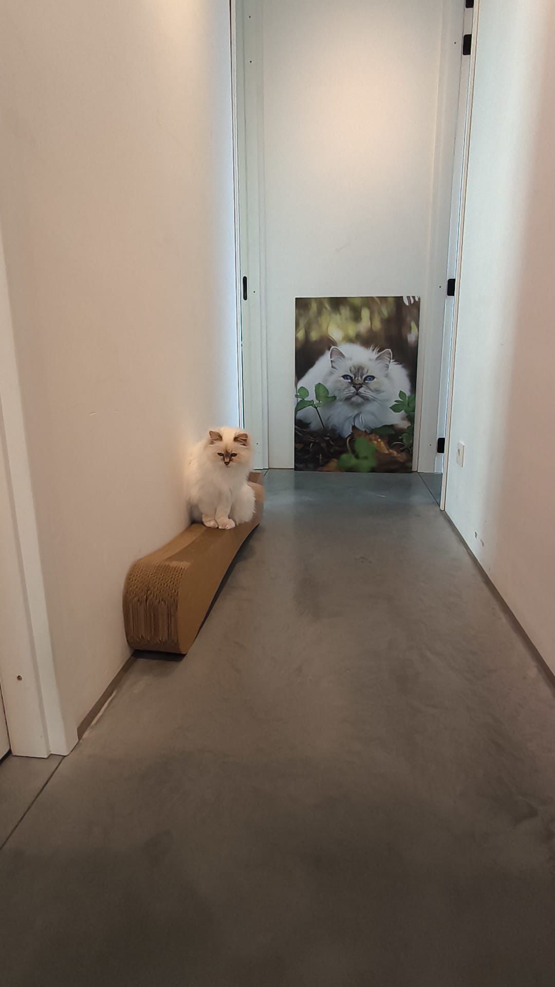 XXXL Cat Scratching Furniture