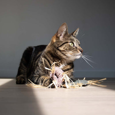 MILLY - Kattenspeeltje